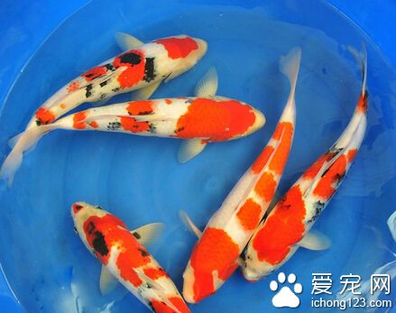 锦鲤鱼常见病 发现疾病时需及时去就诊