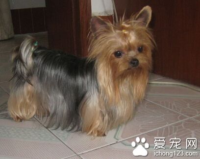 约克夏怎么选 首先要注意狗狗的尾部下方