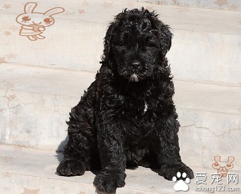 法兰德斯畜牧犬多少钱 1000至3000元之间