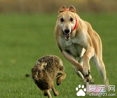 灵缇犬多少钱一只 2500到4500元之间