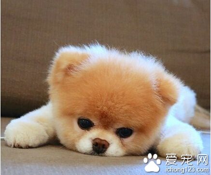 怎样训练狗狗 用正确的方式表扬其表现