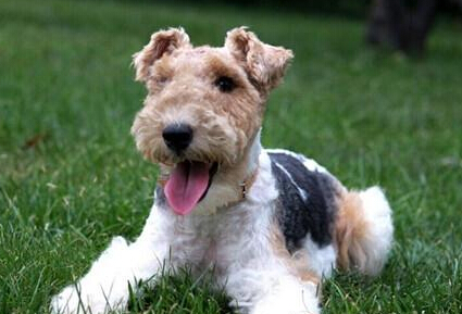 刚毛猎狐梗好养吗 气质高贵但爱呆主人身边