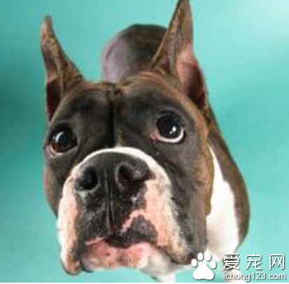  狗怕热怎么办 清晨或傍晚带宠物出去玩