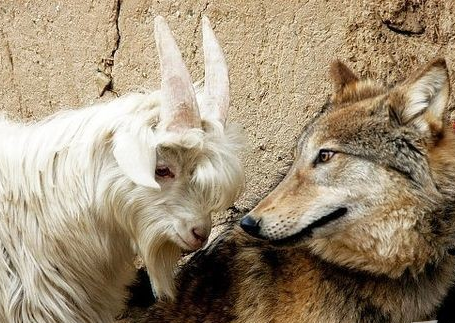 动物世界里竟有这样和谐一幕，狼爱上羊啊