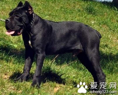 卡斯罗犬价格 纯正血统的狗会更贵些