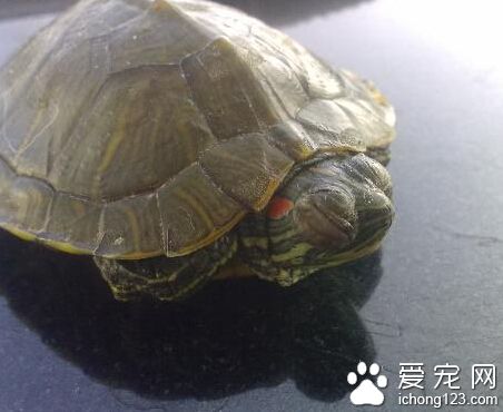 巴西龟眼睛肿 需要去购买“氯霉素滴眼液”