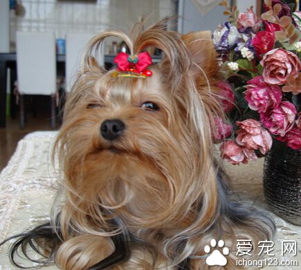 怎么挑选约克夏 用双手去触摸约克夏的身体