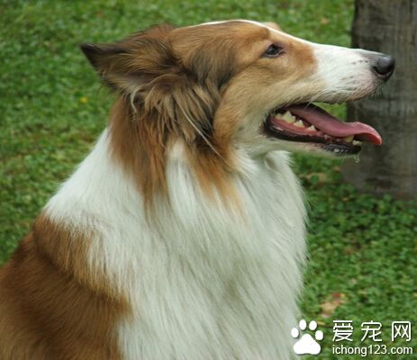  苏格兰牧羊犬多少钱 普遍在600-1500元