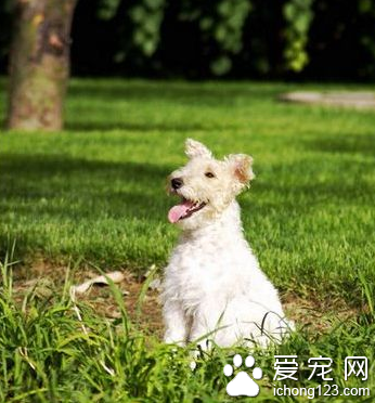 猎狐梗怎么样 该犬比较喜欢争斗