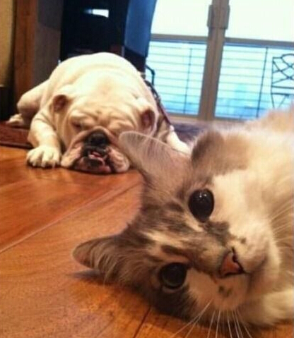 不许拍那个死狗睡觉