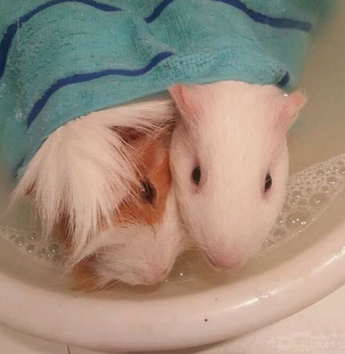 洗鸳鸯浴被发现了