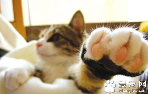 被猫抓破了怎么办 使用肥皂水及酒精消毒