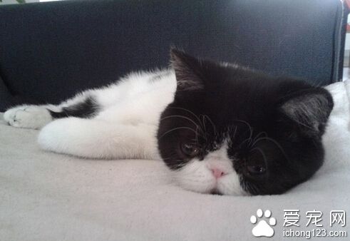 猫食欲不振 除了生病也有可能食物变质