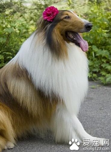 苏格兰牧羊犬一个月大吃什么 喂些断奶食品