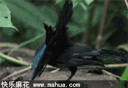 这小家伙长得好二啊！