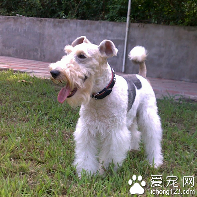 刚毛猎狐梗好养吗 需要注意得皮肤病