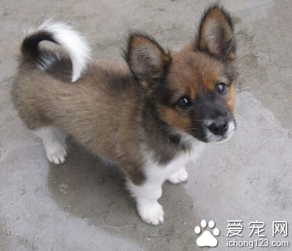 小狗可以喂牛奶吗 长期喝奶会导致腹泻呕吐