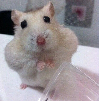 还能再来点么？拜托拜托