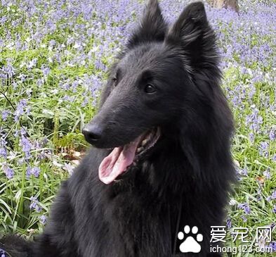 比利时牧羊犬的价格 纯种在5000-8000元