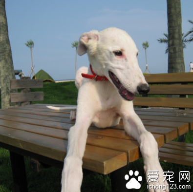 灵缇怎么训练 幼犬猎兔法训练