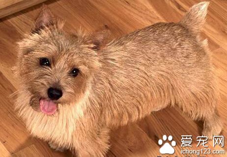 罗威士梗多少钱一只 大概800至2000元左右