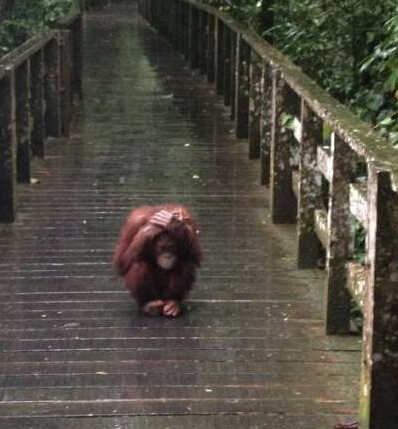 出去爬山，看到一个逗比在躲雨。。。