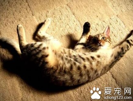 猫的训练 训练之前首先要了解猫狗间的差别