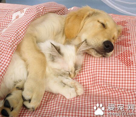 两个月的狗狗吃什么 幼犬粮需开水泡软