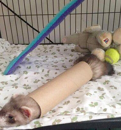 别拍了，快救我！