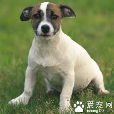 狗狗吃什么长胖 补充比较有营养的食物