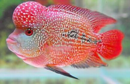 罗汉鱼吃什么起头 采用镜子在外照你的鱼