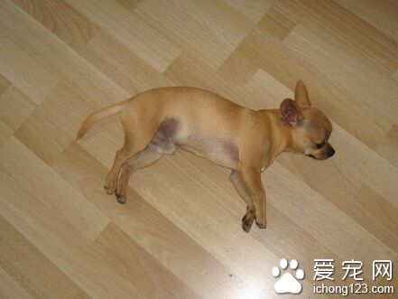 吉娃娃寿命 大约在十五至十八年之间