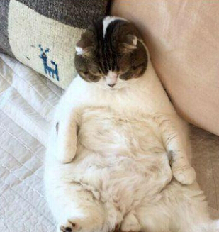 容朕在睡一会儿 喵星人多久没睡了