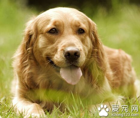 什么狗最忠诚 忠诚是与和主人的感情有关