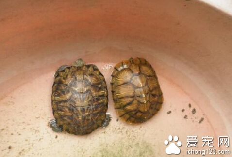 巴西龟能长多大 较长的龟寿命可以达到35岁