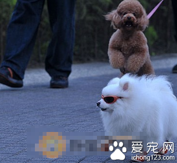 给狗狗打扮 让狗狗“粉墨登场” 是否合常理