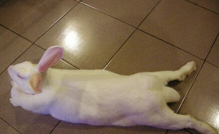 看这板鸭还标准不？