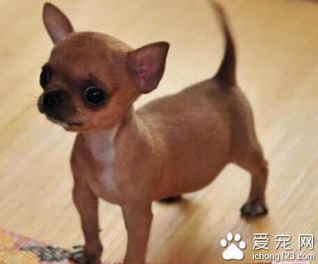 什么狗长不大 吉娃娃犬就是其中之一