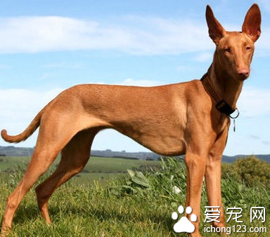 法老王猎犬体味程度 该犬体味较轻