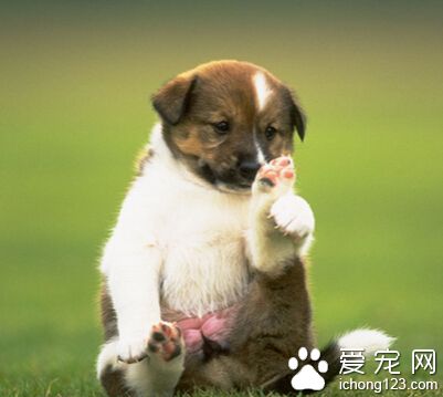 母狗来月经怎么办 去买为狗狗特制的生理裤