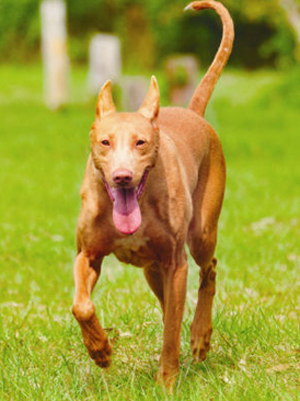 法老王猎犬如何训练 三个训练技巧