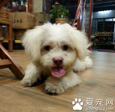 家庭养狗什么品种好 泰迪雪纳瑞首选 　