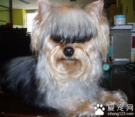 茶杯约克夏犬价格 具体多少根据当地情况