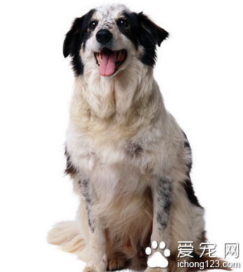 宠物狗被撞伤 狗主人疯狂报复