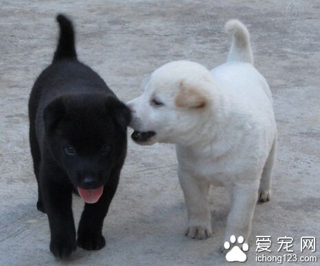 狗狗美毛吃什么 多喂富含蛋白质的饲料