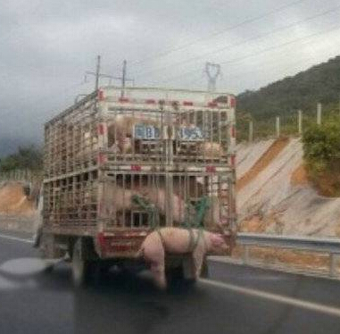 我只想知道那只猪到底做错了什么。。。