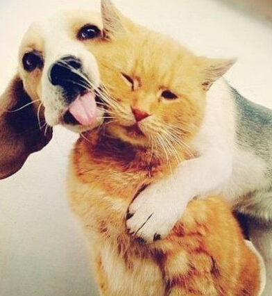 汪星人你这个拍照的心机婊