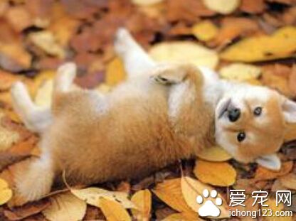 秋田犬性格 其性质沉着温顺感觉锐敏