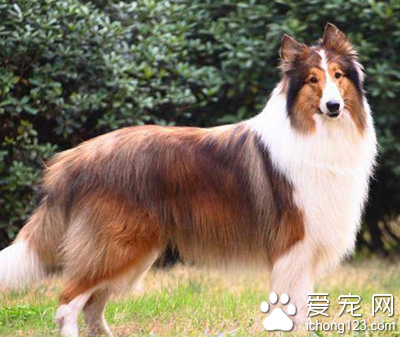 苏格兰牧羊犬爱叫吗 制止乱叫行为