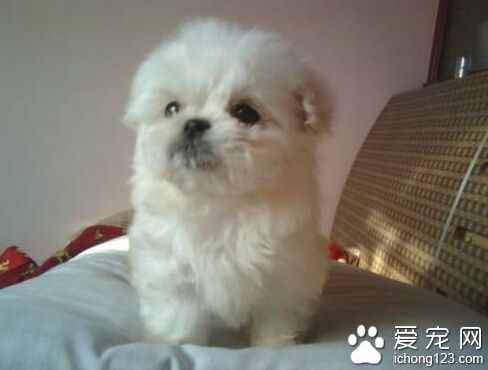 小狗拉稀呕吐怎么办 先分析拉稀呕吐的原因